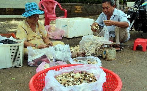 Hơn nửa triệu đồng một kg nấm mối đầu mùa