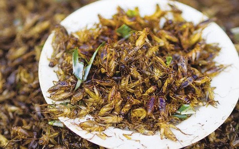 Dùng côn trùng làm món ăn: 'Điếc không sợ súng'