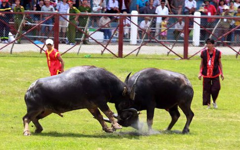 Hải Phòng đã sẵn sàng lễ hội chọi trâu Đồ Sơn