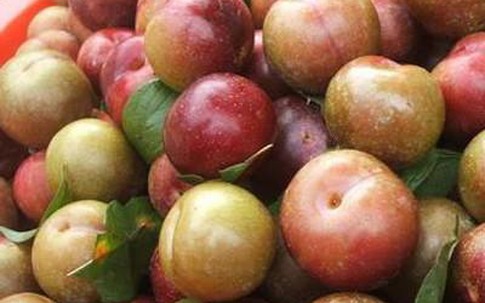 Rước họa vì ăn mận sai cách