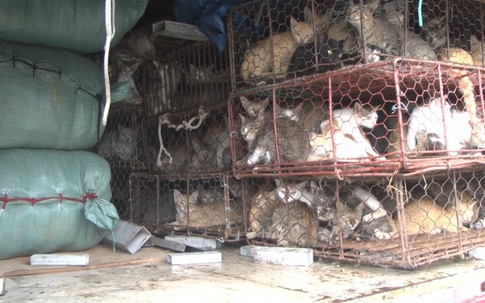 Đà Nẵng: Phát hiện hơn 200 con mèo không rõ nguồn gốc tuồn ra Bắc