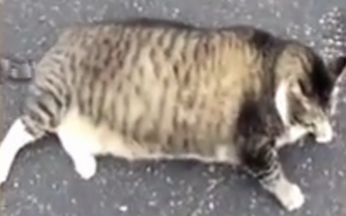Con mèo béo không lật nổi mình gây sốt mạng xã hội