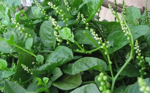Chữa bệnh tế nhị nam giới bằng rau mồng tơi