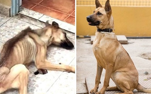 Hành trình hồi phục kỳ diệu của chú chó gầy trơ xương vì bị chủ ngược đãi