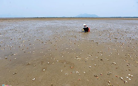 Sau cá đến ngao nuôi chết trắng đầm ở Hà Tĩnh