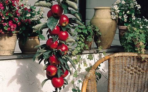 Những loại cây ăn quả mini đẹp và phù hợp trồng ở ban-công nhà phố