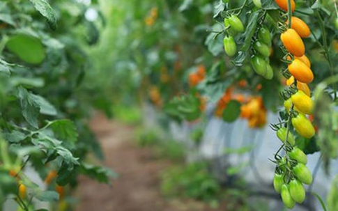 Vườn cà chua được trồng từ sữa và trứng gà
