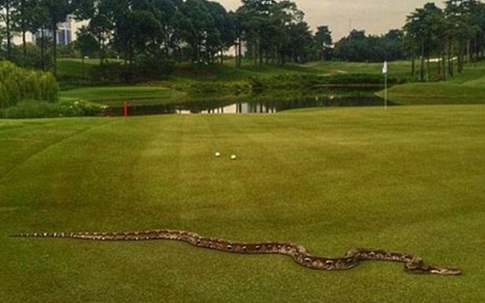 Trăn dài hai mét quấy rối giải golf ở Malaysia