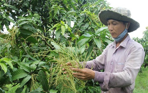 Nông dân buồn bã nhìn xoài vụ Tết rụng trắng vườn, thất thu tiền tỷ