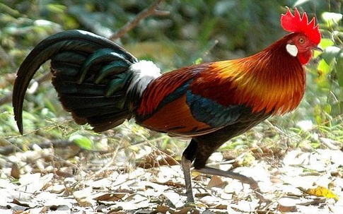 100 triệu mua gà quý ăn Tết: Lùng khắp Bắc Bộ chiều đại gia