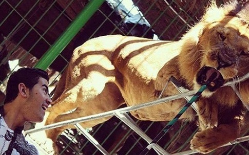 Sư tử nặng 2 tạ cắn chết người dạy thú trước mặt khán giả