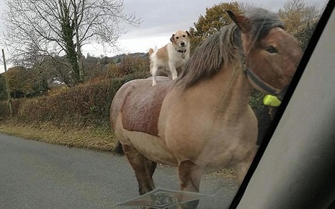 Chó cưỡi ngựa khiến người qua đường sửng sốt