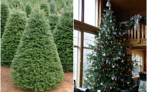 Hơn chục triệu đồng một cây thông thật mùa Giáng sinh