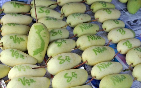 Lại đến lượt xoài, đu đủ in chữ chưng Tết nửa triệu đồng/trái