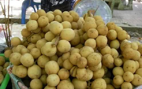 Cách phân biệt sầu riêng, bòn bon, thanh long chín cây hoặc chín thuốc