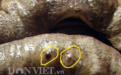 Ly kì những truyền tụng về vú nàng - 'thần dược' của biển