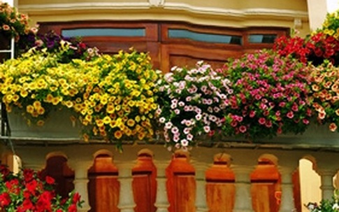 Ngôi nhà phủ kín hoa triệu chuông tuyệt đẹp ở Quảng Ninh