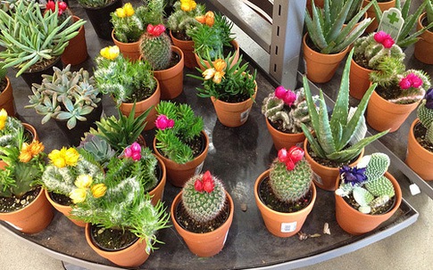 Những vị trí đặt cây xương rồng mang lại xui xẻo cho chủ nhà