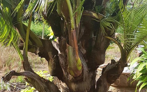 Bến Tre: Cây dừa chưa thấy kết trái nhưng lại trổ ra cây con ở thân