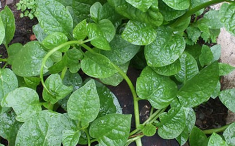 Chữa bệnh "yếu" của nam giới bằng rau mồng tơi