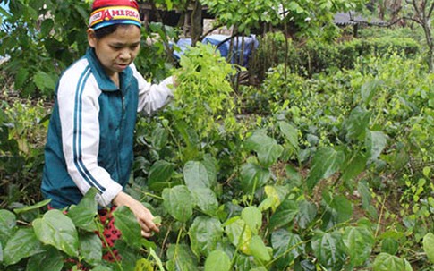 Rau bò khai Lạng Sơn 50.000 đồng/kg