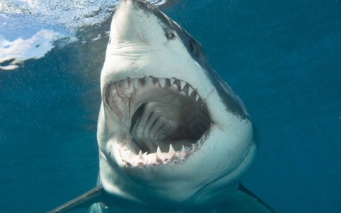 Cá mập cắn chết người ở Australia
