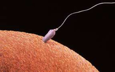 Thiết bị thụ tinh “tự nhiên” cho IVF