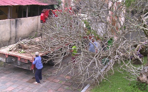 Bí ẩn thông tin cây sứ trăm tuổi ở Đại Nội Huế bị đào, mang đi tặng "sếp"