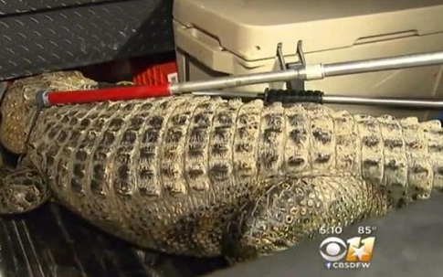 Cá sấu dài hai mét lang thang trong trường học Mỹ