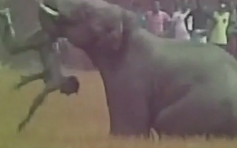 Bầy voi điên giẫm chết 5 người ở Ấn Độ