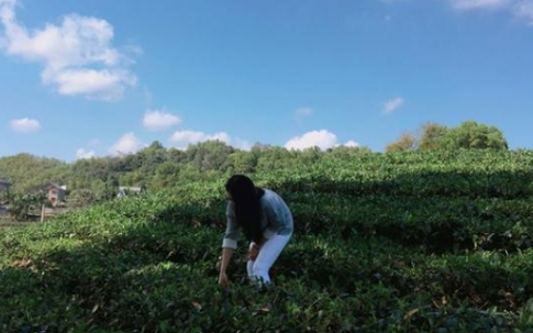 3,5 triệu đồng/kg chè khô, hàng vừa về đã có người đến lấy sạch