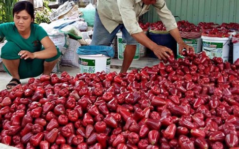Tuyển mận đẹp xuất sang Trung Quốc với giá “khủng”