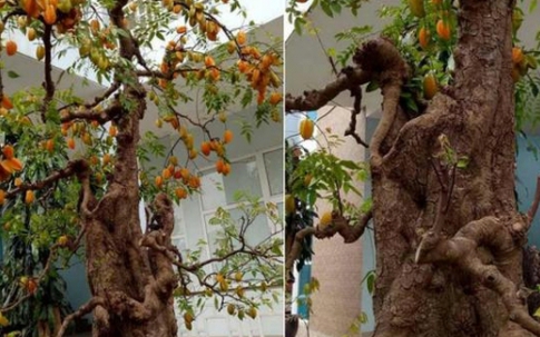 Sửng sốt với cặp khế bonsai ra quả từ gốc tới đỉnh ngọn