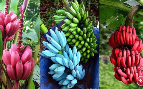 Những giống chuối "lừa tình" nhất quả đất