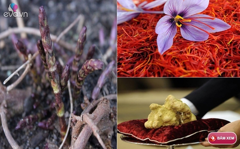"Ném" trăm triệu cũng chỉ đủ "hít mùi" những loại rau củ đắt đỏ này