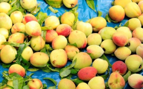 Đào Sơn La đầu mùa giá rẻ khiến người mua bất ngờ