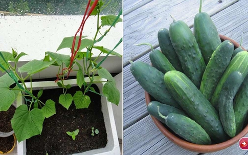 Mách chị em hai cách trồng dưa chuột trong thùng xốp cho quả sai "lúc lỉu"