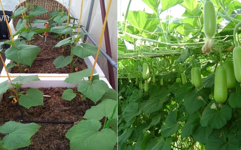 Cách trồng bí xanh "3 dễ" sai trĩu giàn, cho quả ăn ngọt mát suốt hè