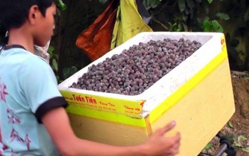 Đổ xô lên rừng hái sim, đút túi 700.000 đồng/ngày