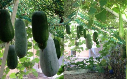 Vườn bí sai trĩu quả nặng đến mức muốn sập của bố Việt trẻ ở Séc