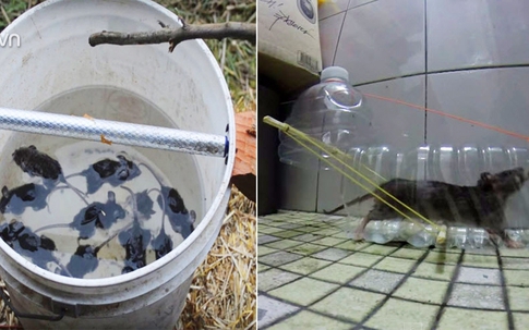 Đuổi được cả đàn chuột khỏi nhà nhờ 4 cách làm bẫy chuột cực đơn giản