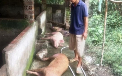 Mất cả trăm triệu đồng vì heo liên tục chết không rõ nguyên nhân