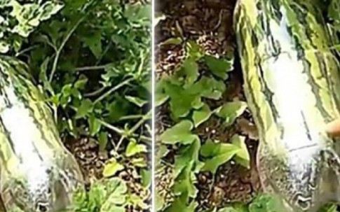 Nhét quả dưa hấu vào chai, tưởng dở mà cuối cùng ai ai muốn làm theo