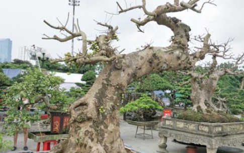 Sung kiểng cổ thụ dáng "cực dị" giá trăm triệu