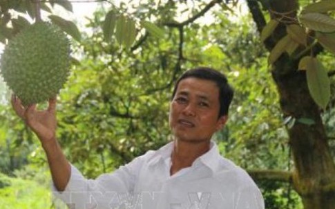 Thu về 1 tỷ đồng/vụ nhờ sầu riêng