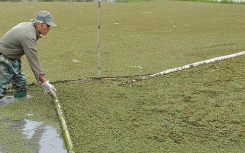 Thả bèo hoa dâu bán làm thuốc, thu nửa tỷ/năm