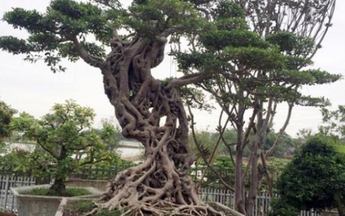 Cây si dáng chữ S từng được trả giá 4 tỷ đẹp cỡ nào?