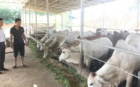 Kiếm hơn 1 tỷ đồng/năm từ nuôi vỗ béo bò Campuchia