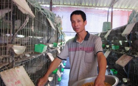 Trai làng "đút túi" 300-400 triệu/năm nhờ bồ câu Pháp