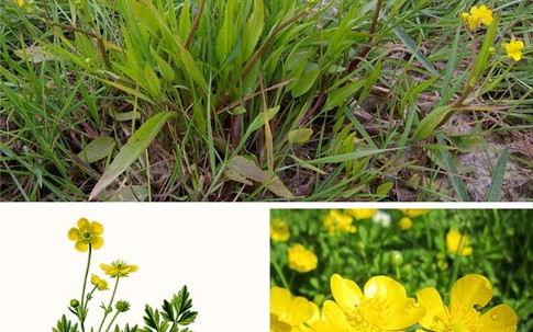 Đừng dại động vào những loài cây này vì chúng đẹp nhưng độc không tưởng